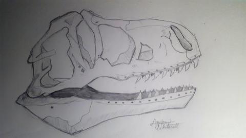 Pencil drawing of a T-rex skull viewed from side.