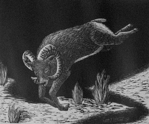 black and white drawing of a ram
