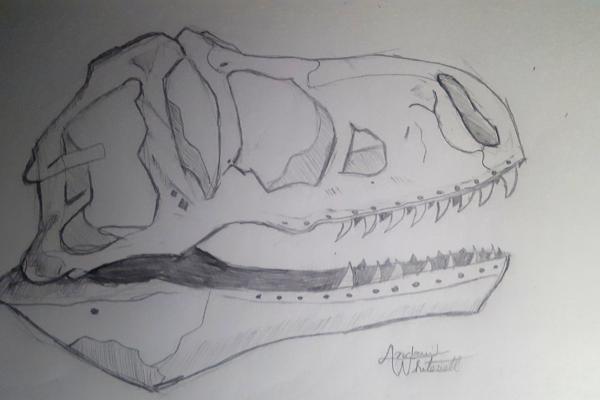 Pencil drawing of a T-rex skull viewed from side.
